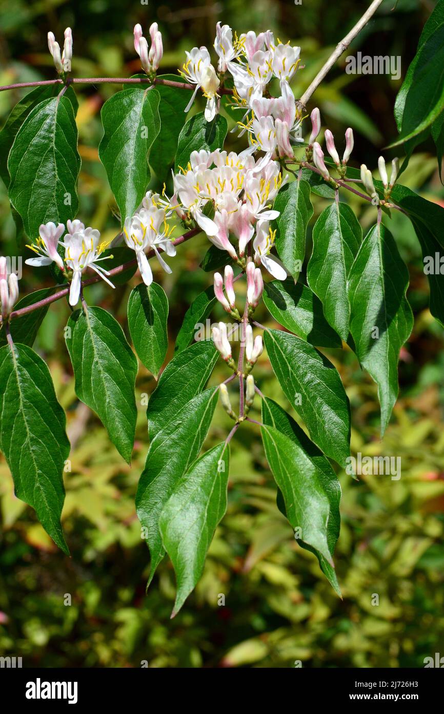 Amur honeysuckle, Heckenkirschen, Chèvrefeuille de Maack, Lonicera maackii, koreai lonc, Ungheria, Europa Foto Stock