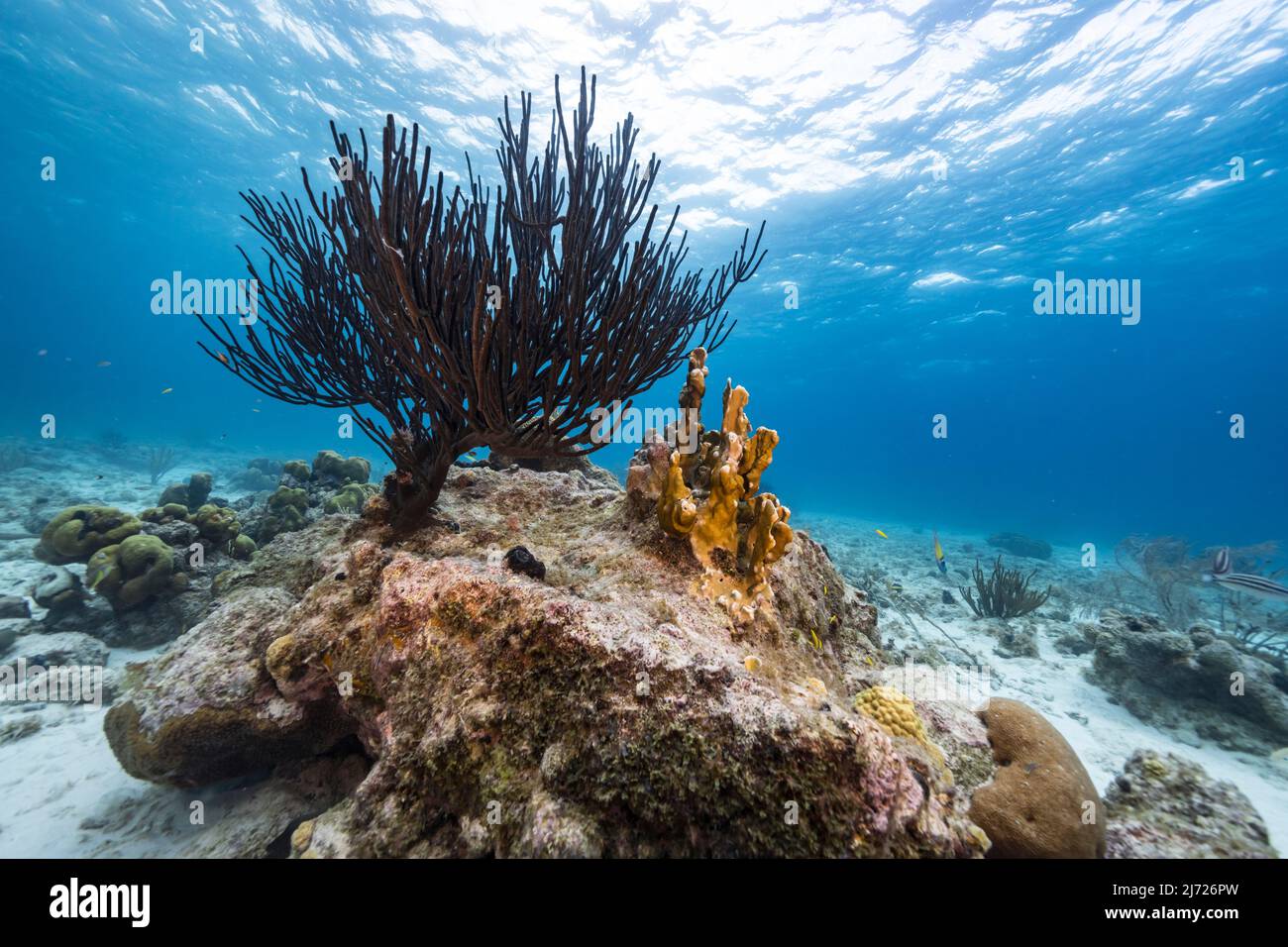 Stagcape con vari pesci, corallo, e spugne nella barriera corallina del Mar dei Caraibi, Curacao Foto Stock