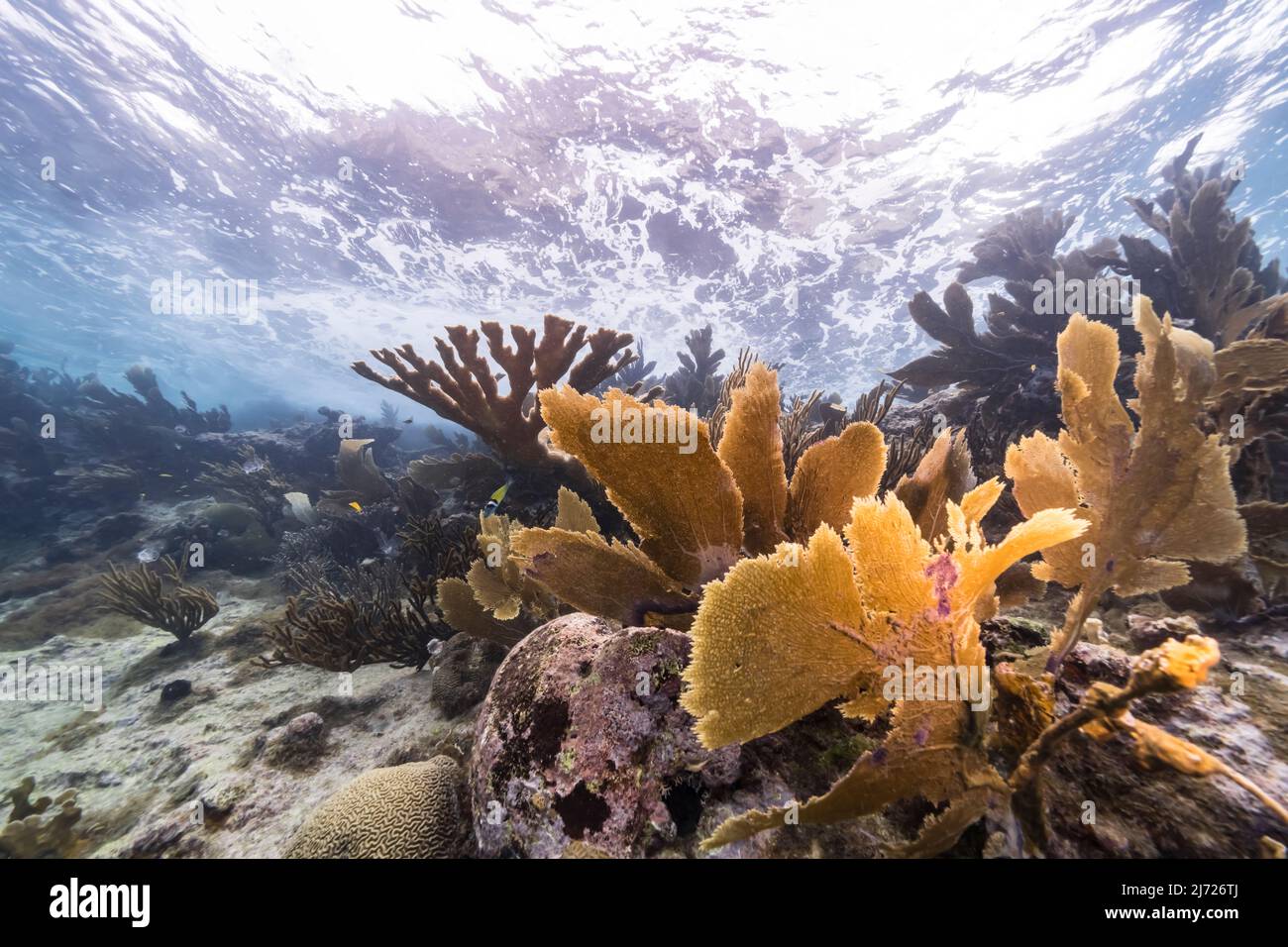 Stagcape con vari pesci, corallo, e spugne nella barriera corallina del Mar dei Caraibi, Curacao Foto Stock