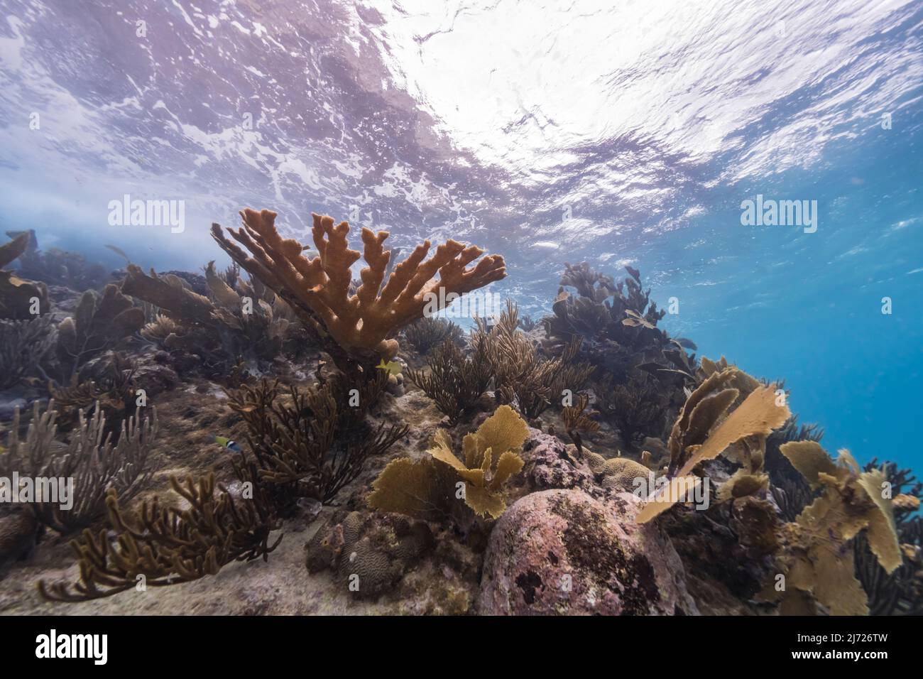 Stagcape con vari pesci, corallo, e spugne nella barriera corallina del Mar dei Caraibi, Curacao Foto Stock