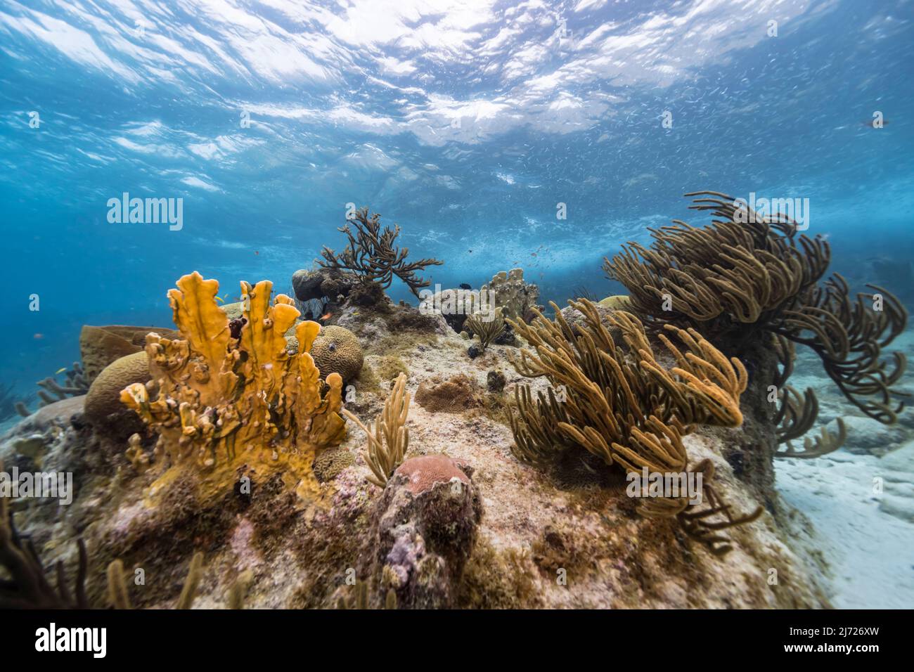 Stagcape con vari pesci, corallo, e spugne nella barriera corallina del Mar dei Caraibi, Curacao Foto Stock