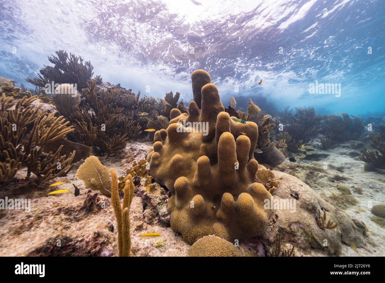Stagcape con vari pesci, corallo, e spugne nella barriera corallina del Mar dei Caraibi, Curacao Foto Stock