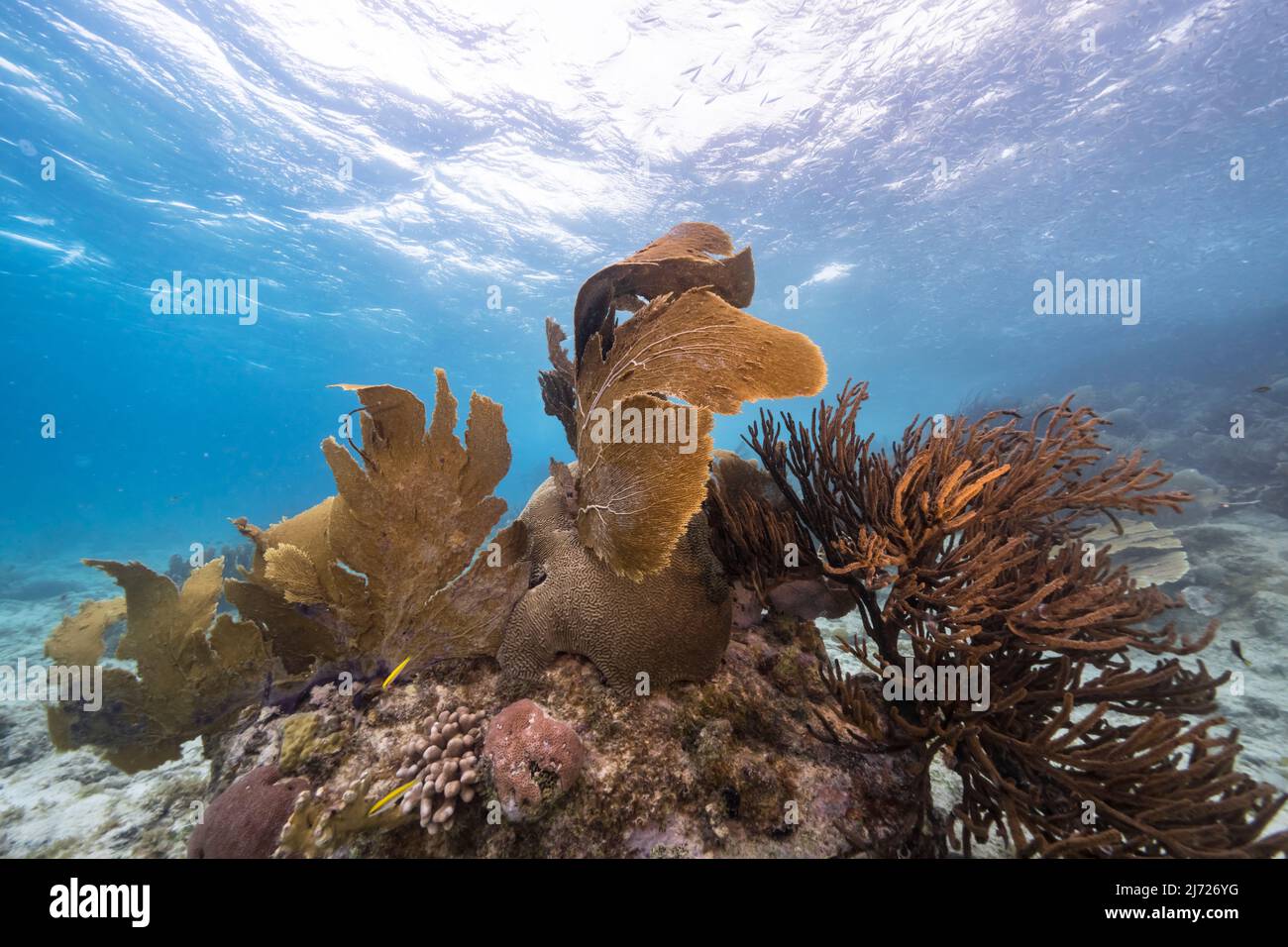 Stagcape con vari pesci, corallo, e spugne nella barriera corallina del Mar dei Caraibi, Curacao Foto Stock