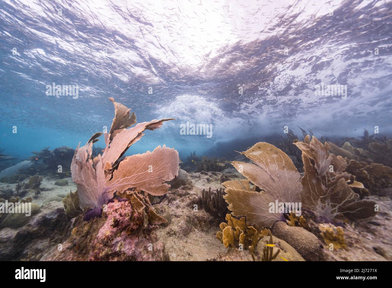 Stagcape con vari pesci, corallo, e spugne nella barriera corallina del Mar dei Caraibi, Curacao Foto Stock