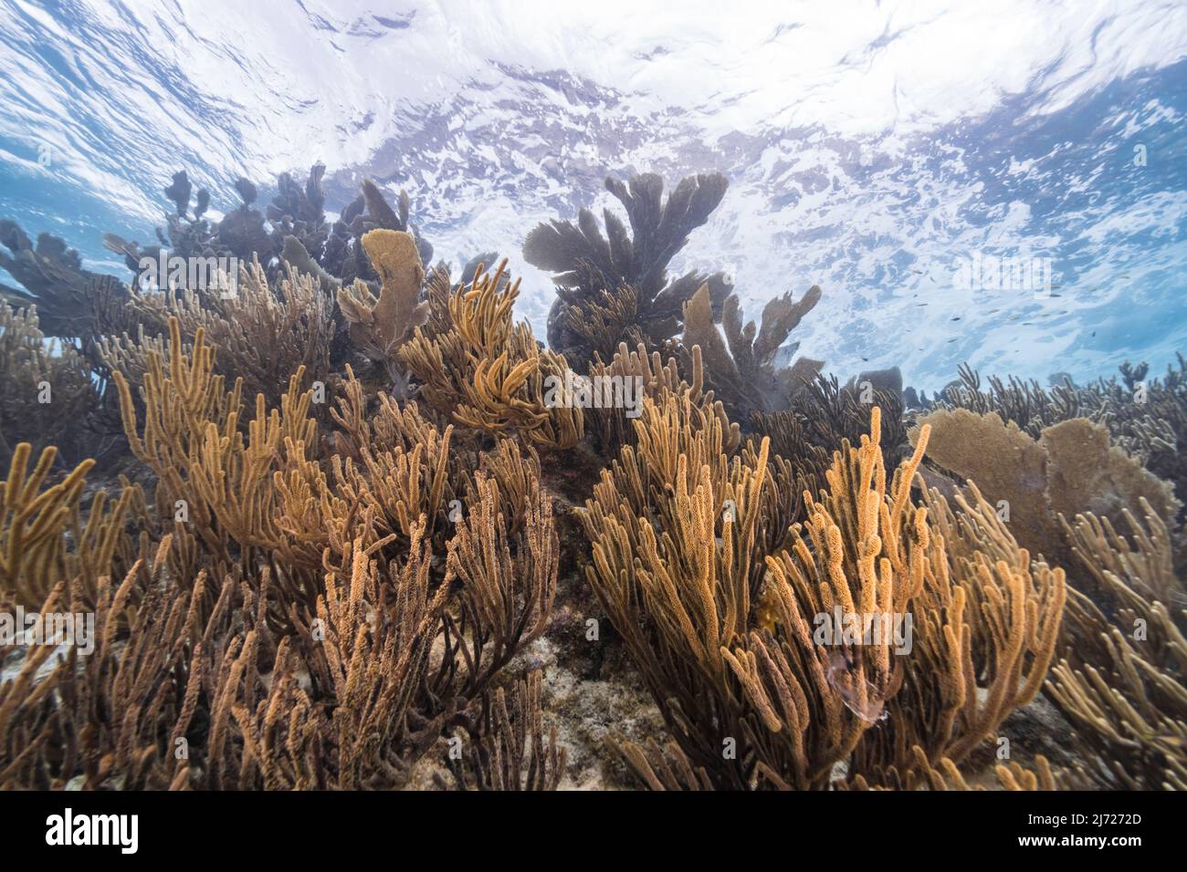 Stagcape con vari pesci, corallo, e spugne nella barriera corallina del Mar dei Caraibi, Curacao Foto Stock