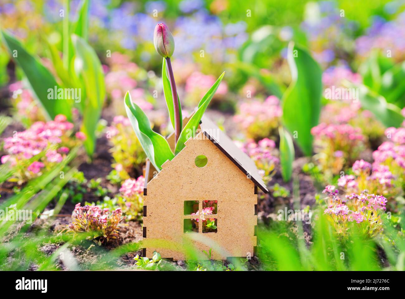 Tulip crescere da una casa in legno compensato in miniatura in piedi in un letto di fiori all'aperto. Profumi naturali per rinfrescare la casa. Foto Stock