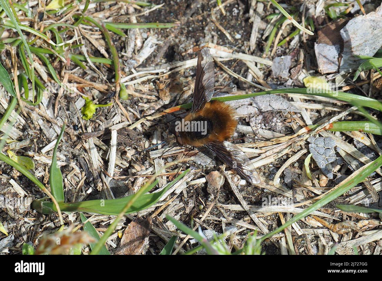 Mosca delle api di grandi dimensioni, mosca delle api dal bordo scuro, Großer Wollschweber, bombile grande, Bombylius maggiore, Szegélyes pöszörlégy, Ungheria, Europa Foto Stock