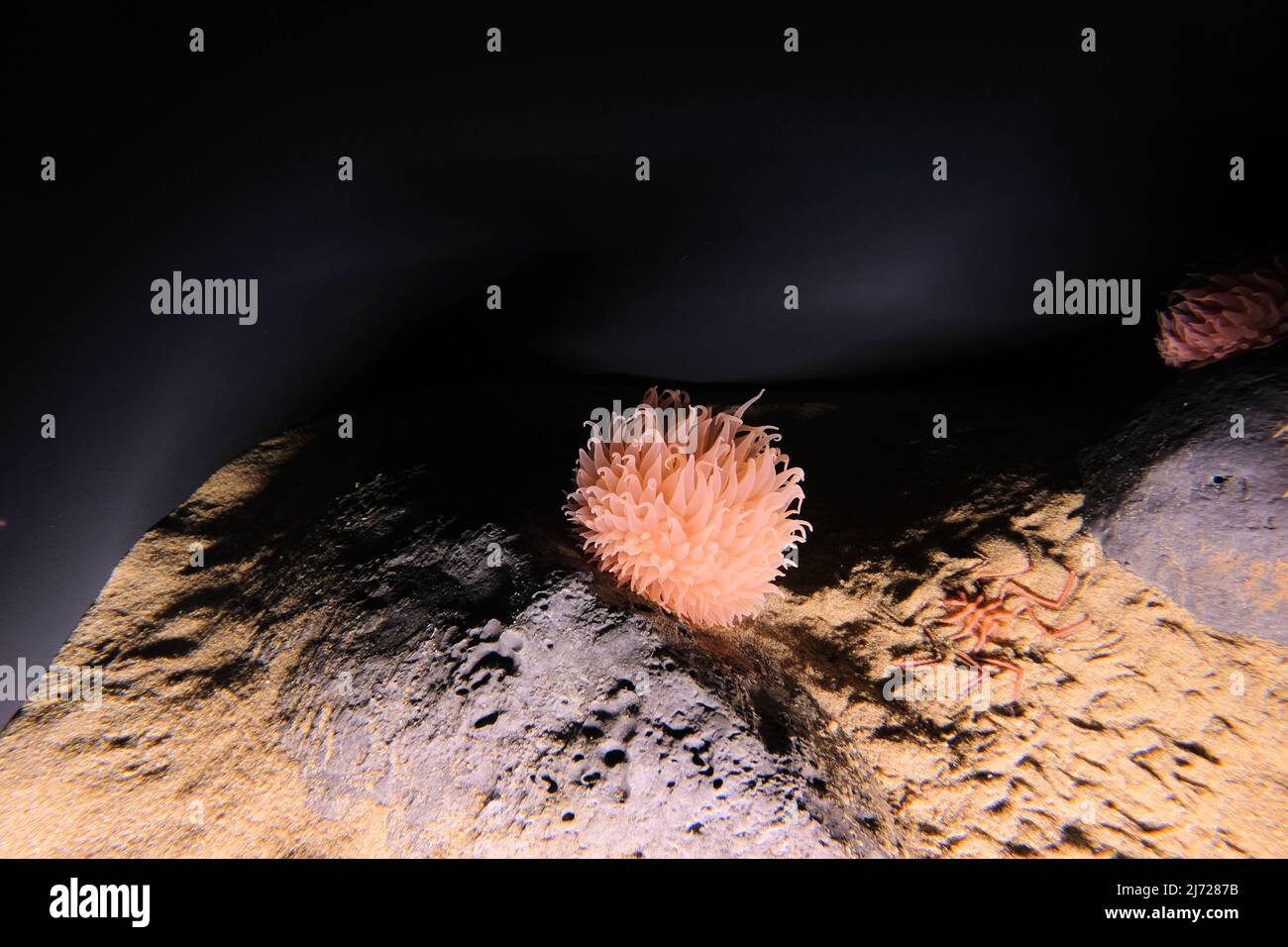 Pom-pom anemone, Liponema brevicornis, o tentacle shedding anemone; specie di anemone marino della famiglia Actiniidae trovato nell'Oceano Pacifico settentrionale. Foto Stock