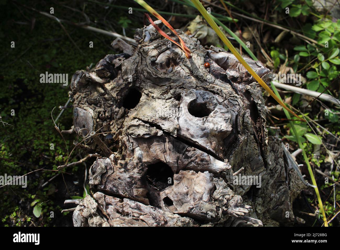 Un ladybird su un tronco di albero. Il tronco dell'albero ha avuto fori trapanati in esso per uccidere le erbacce dentro esso. Foto scattata a Liverpool nel maggio 2022. Foto Stock