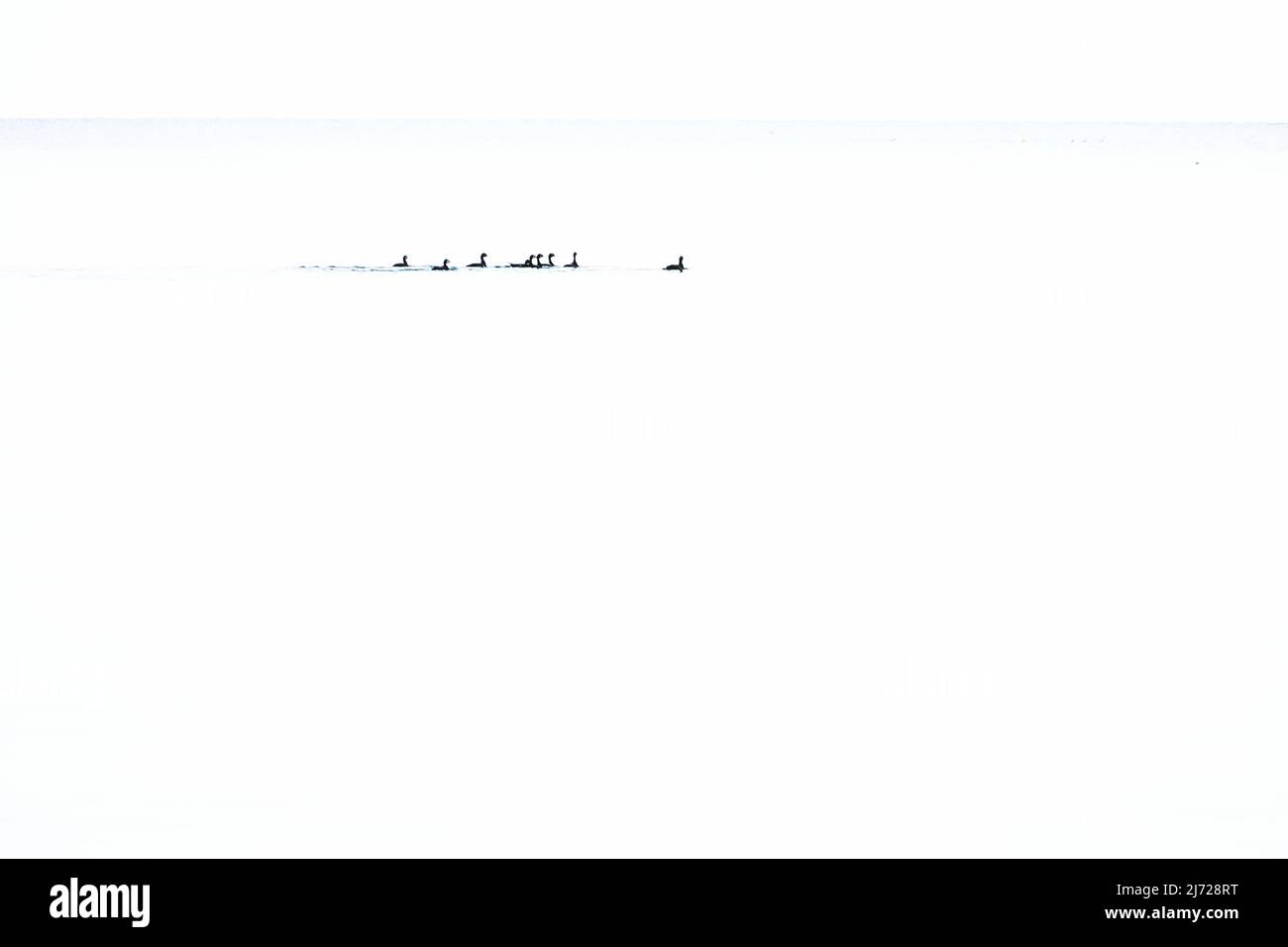 Anatre minimaliste nella formazione in chiave alta sul Mar Baltico calmo. Fotografia di fauna selvatica al mare in Germania Foto Stock