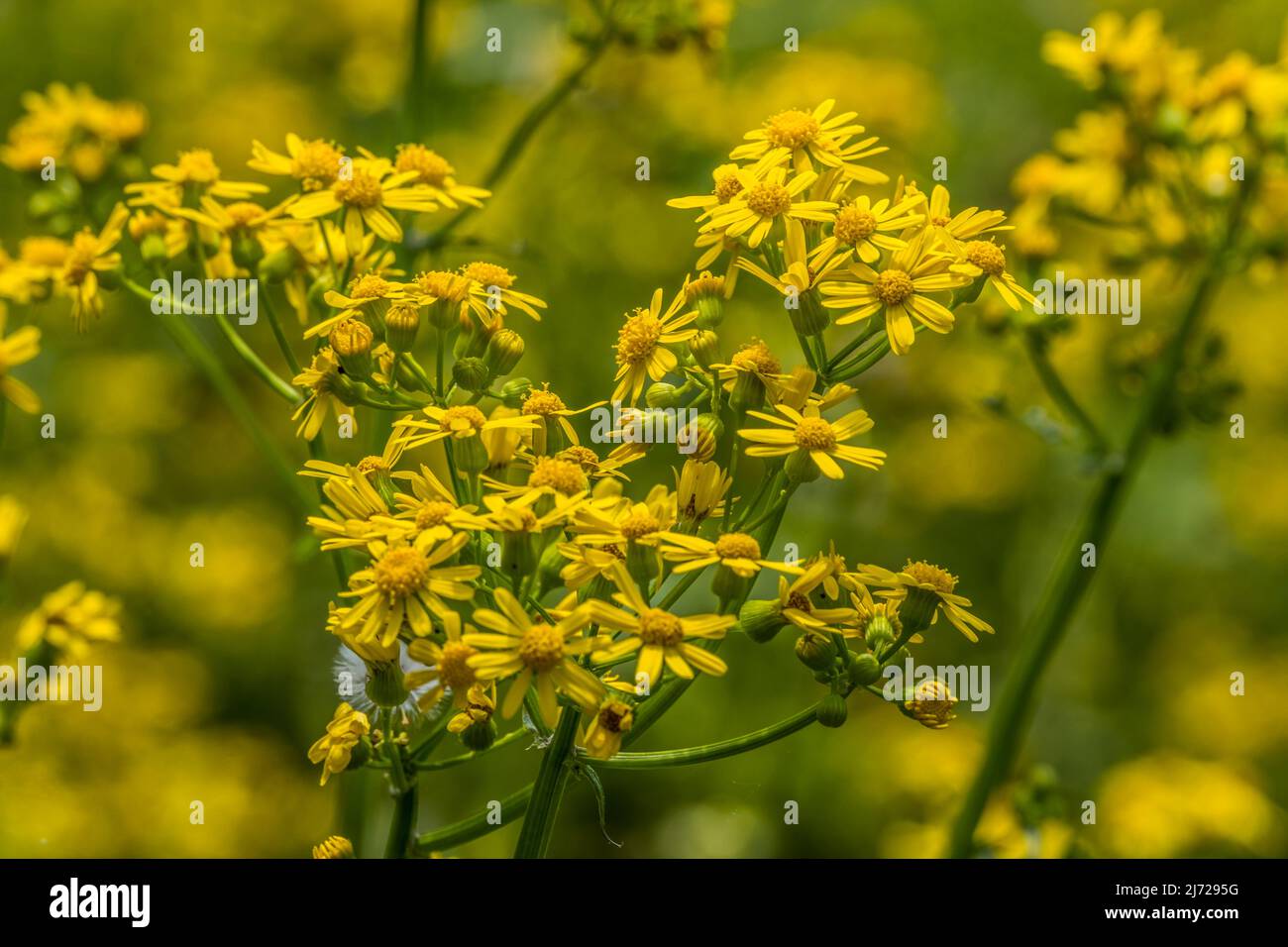 Primo piano di una pianta di erbe in fiore con alcuni fiori ancora in apertura giallo brillante con polline per attirare farfalle e api in una giornata di sole in spr Foto Stock