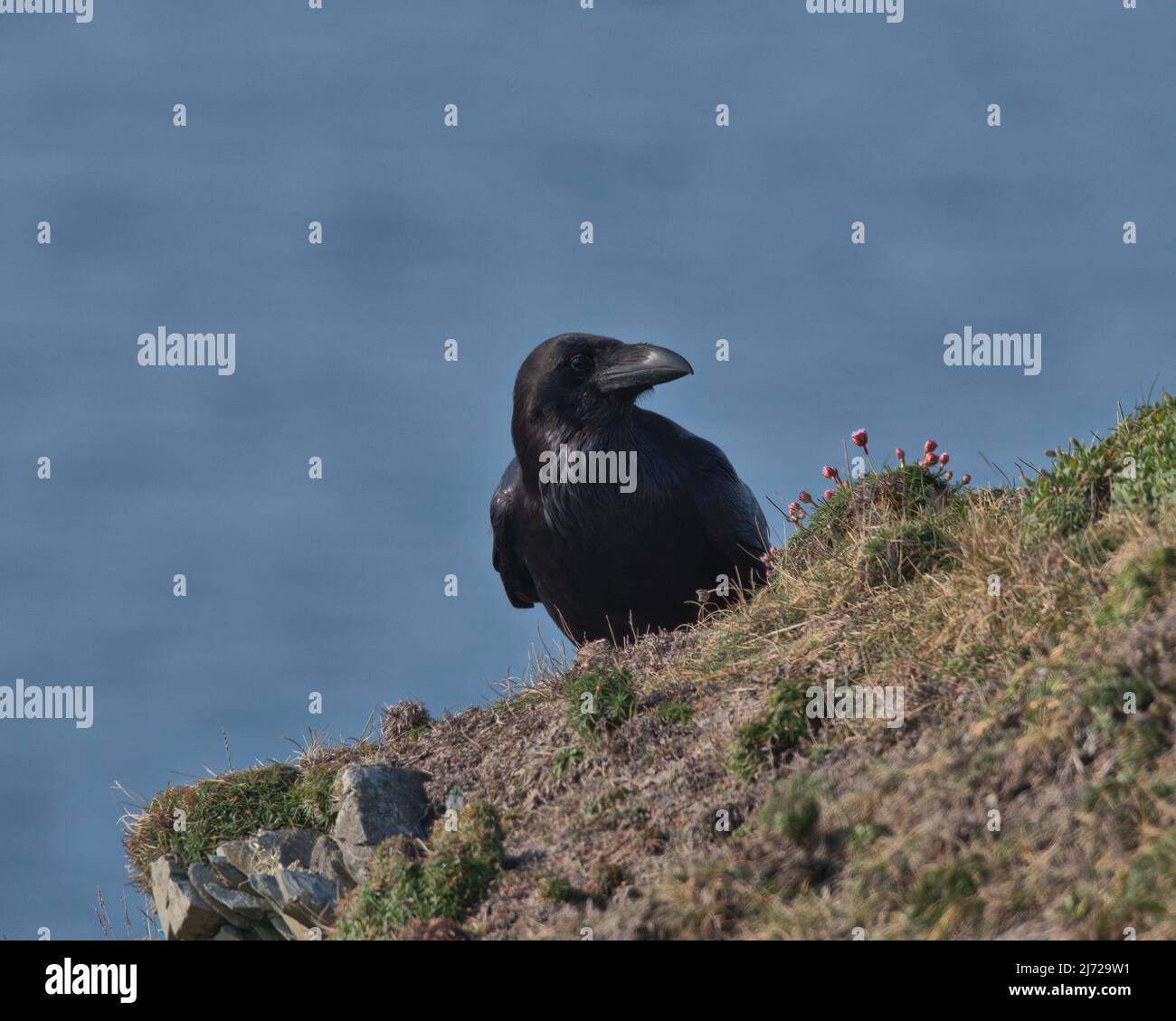 Raven comune arroccato su una scogliera. Foto Stock