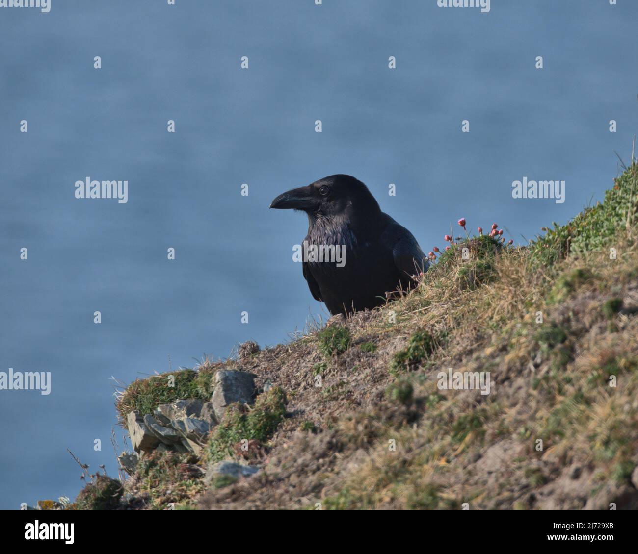 Raven comune arroccato su una scogliera. Foto Stock