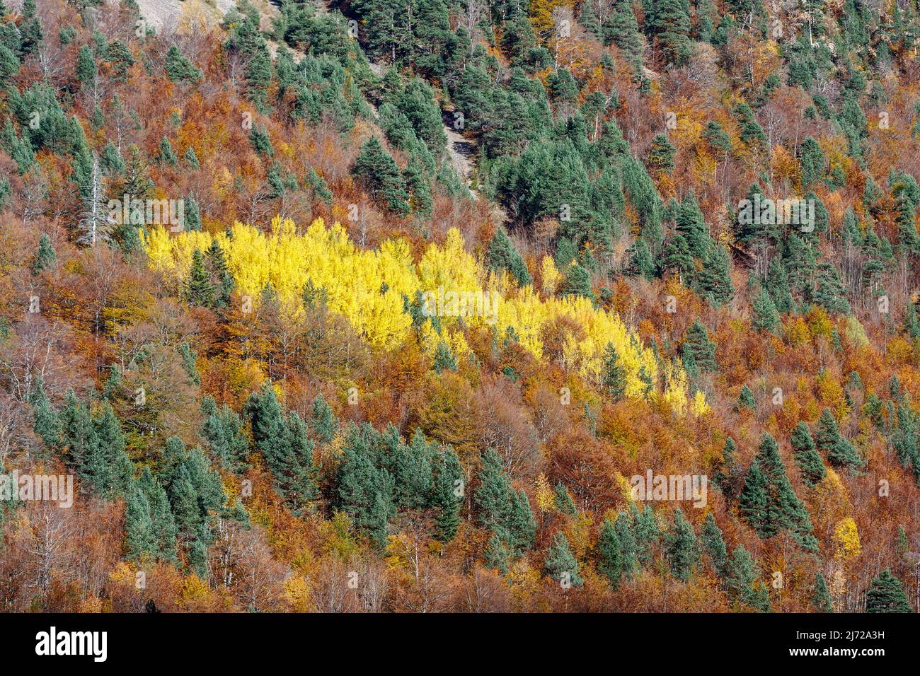 Foresta in autunno, Pineta valle, Pirenei, Spagna Foto Stock