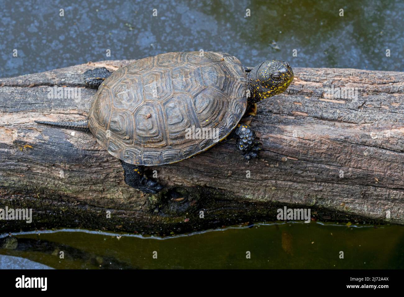 Tartaruga laghetto europeo / terrapina laghetto europeo / tartaruga laghetto europeo (Emys orbicularis / Testudo orbicularis) femmina che si crogiola al sole su tr caduto Foto Stock