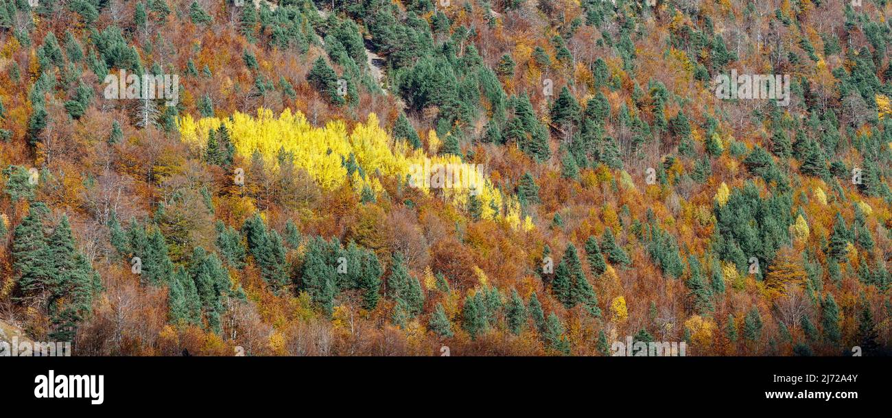 Foresta in autunno, Pineta valle, Pirenei, Spagna Foto Stock