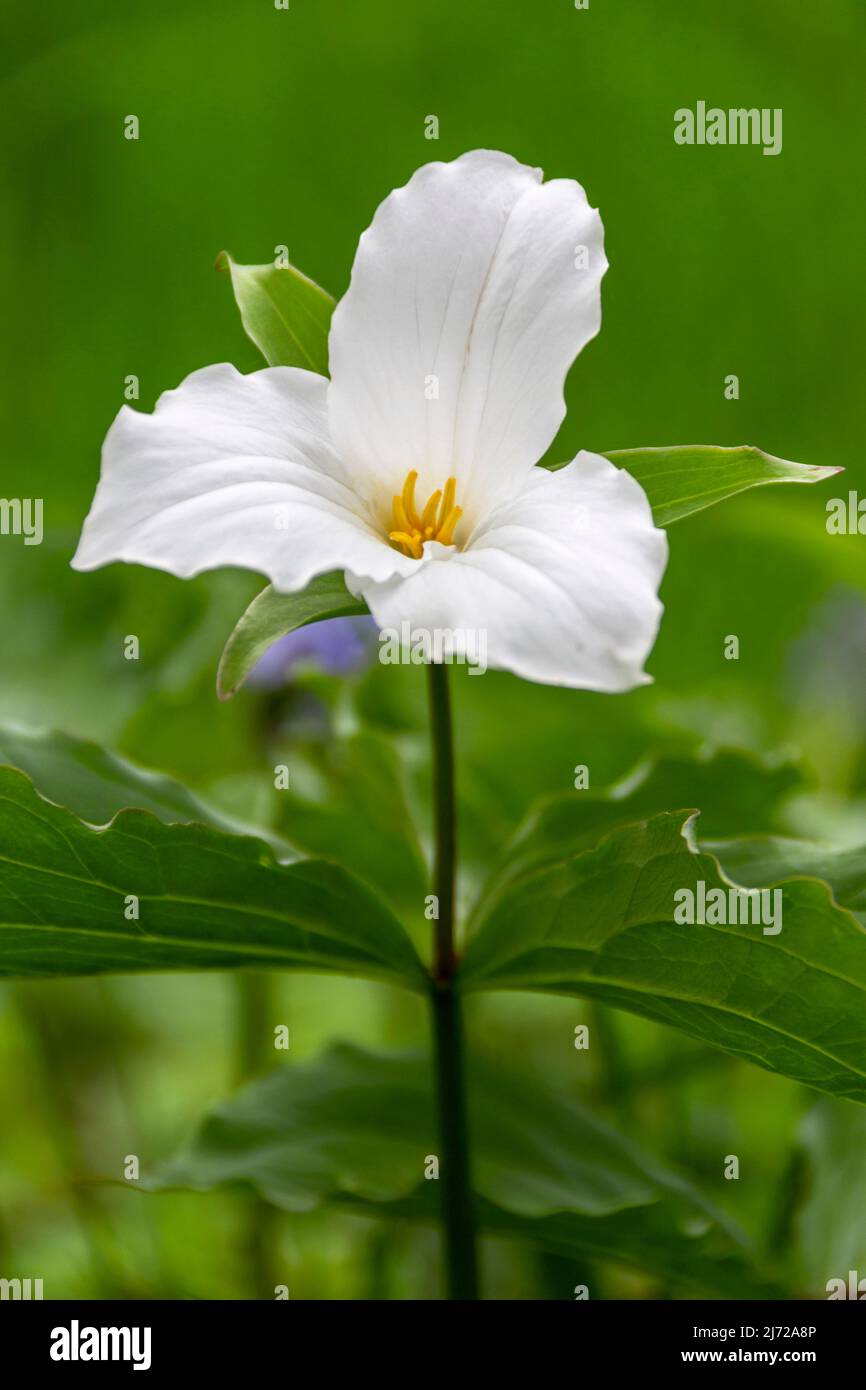 Uno studio di un unico fiore bianco Trillium grandiflorum in primavera in un ambiente boschivo Foto Stock