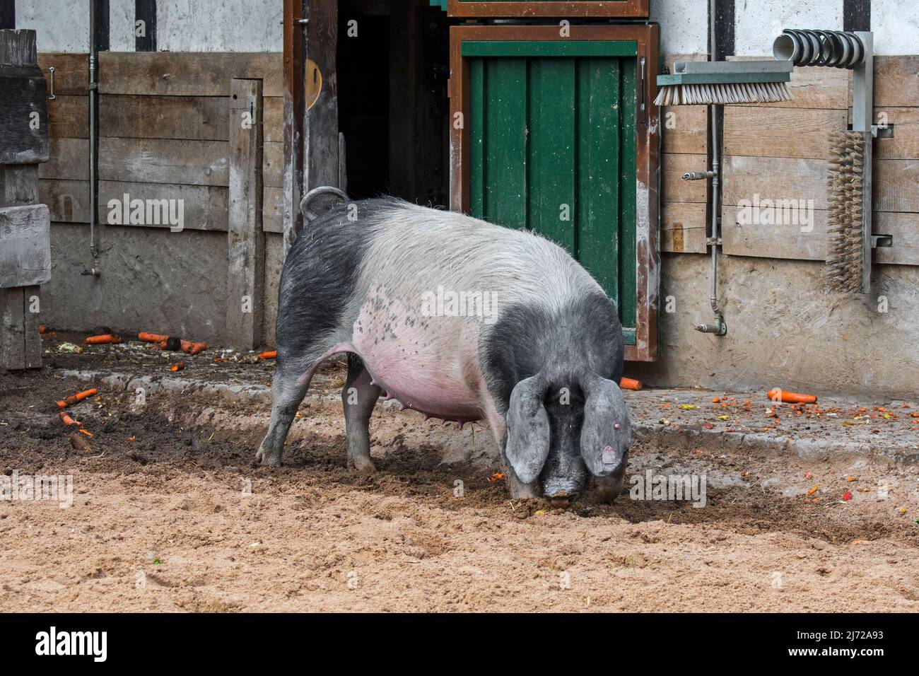 Swabian-Hall suino / Schwäbisch-Hällische Landschwein, razza di suini domestici provenienti da Schwäbisch Hall nel Baden-Württemberg, Germania Foto Stock