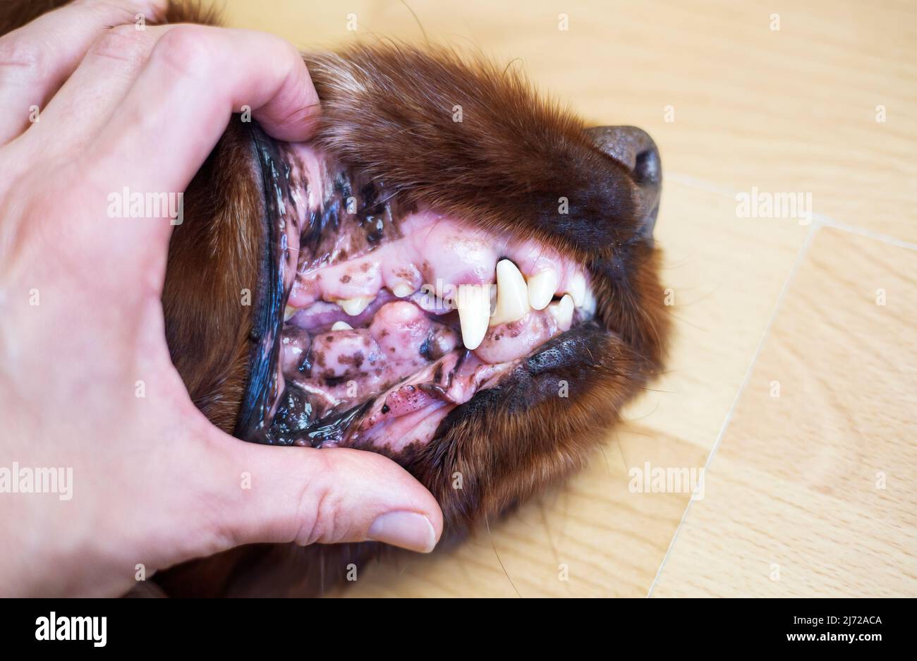Controllo dei vecchi denti del cane. Placche dentarie, prevenzione tartare e pulizia o concetto di cura degli animali domestici. Foto Stock