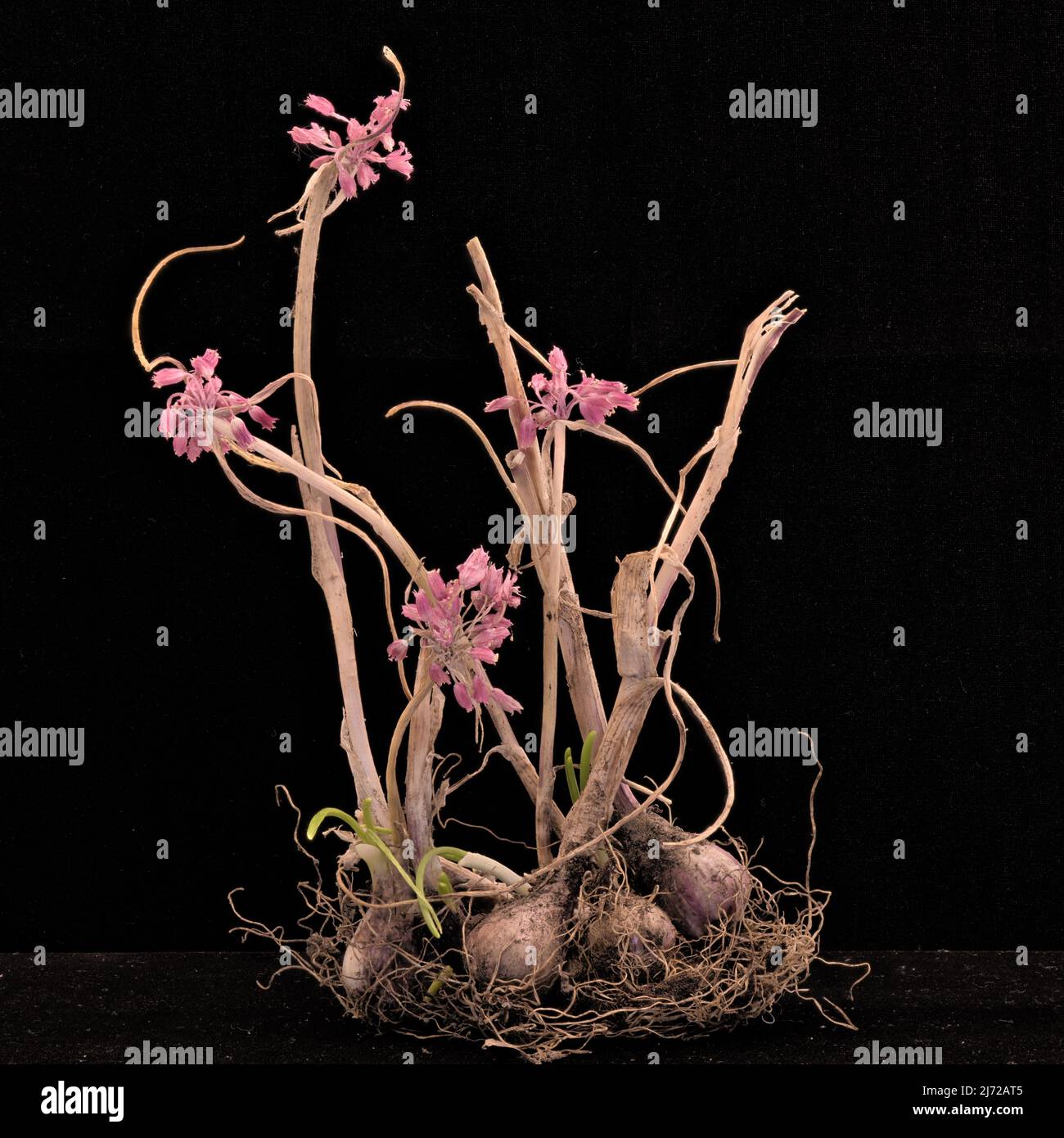 Immagine fissa di Allium olympicum Foto Stock