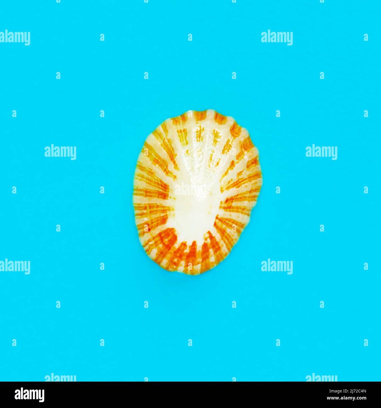 Flat Lay immagine isolata di una conchiglia costiera su uno sfondo azzurro chiaro Foto Stock