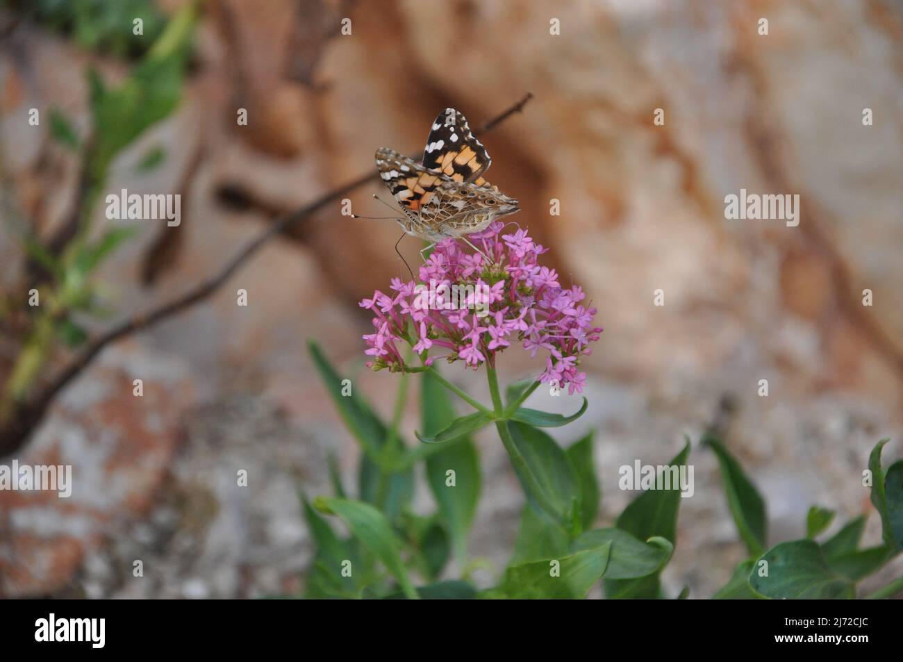 L'insetto Madonna dipinto su un fiore rosa nella natura. Lady Butterfly dipinta su una testa di fiore con sfondo bokeh. Bella Vanessa cardui arancione Foto Stock