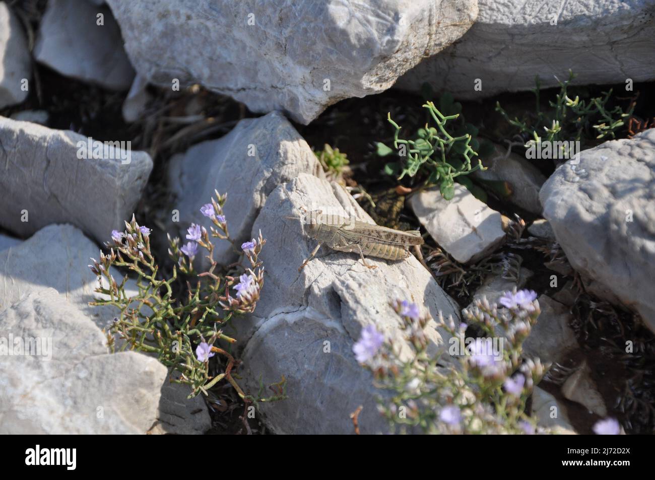 Natura ravvicinato fauna selvatica una cavallette o Locust che si accoppia su una roccia con sfondo floreale. Fiore, animale.la grande Locust, Grasshoppers , nel Grass Foto Stock