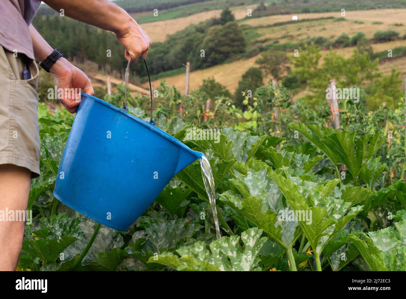 Uomo che innaffia verdure con un secchio blu. Spazio di copia. Foto Stock