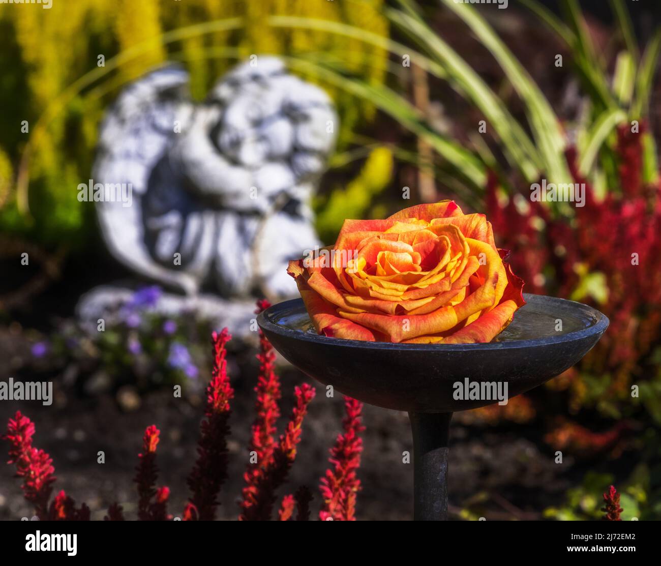 Primo piano di un fiore di rosa in una ciotola d'acqua Santa sul cimitero Foto Stock