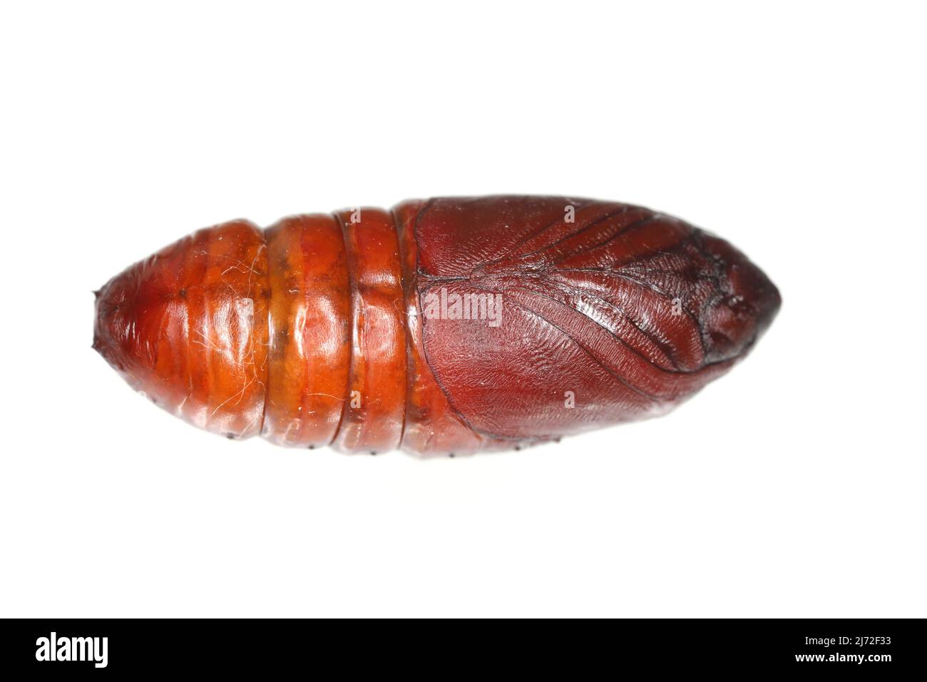 Pupa di pino processionario (Thaumetopoea pityocampa) è una falce della famiglia Notodontidae, nota per i peli irritanti dei suoi pilastri. Foto Stock