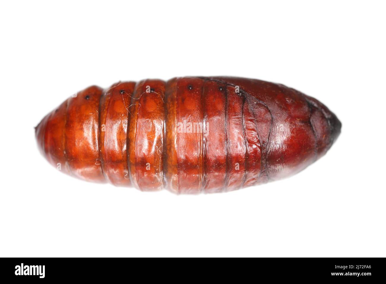 Pupa di pino processionario (Thaumetopoea pityocampa) è una falce della famiglia Notodontidae, nota per i peli irritanti dei suoi pilastri. Foto Stock