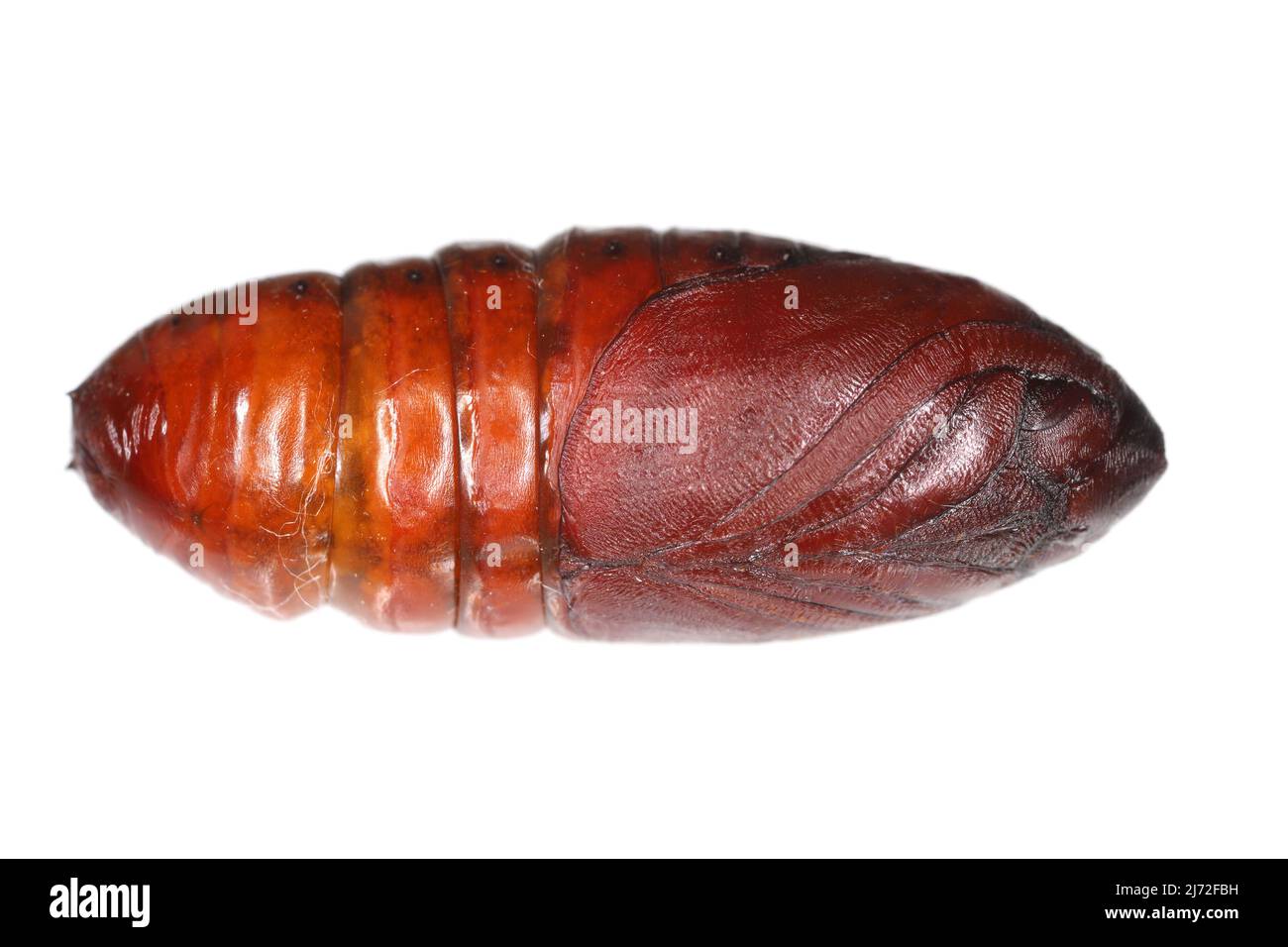 Pupa di pino processionario (Thaumetopoea pityocampa) è una falce della famiglia Notodontidae, nota per i peli irritanti dei suoi pilastri. Foto Stock