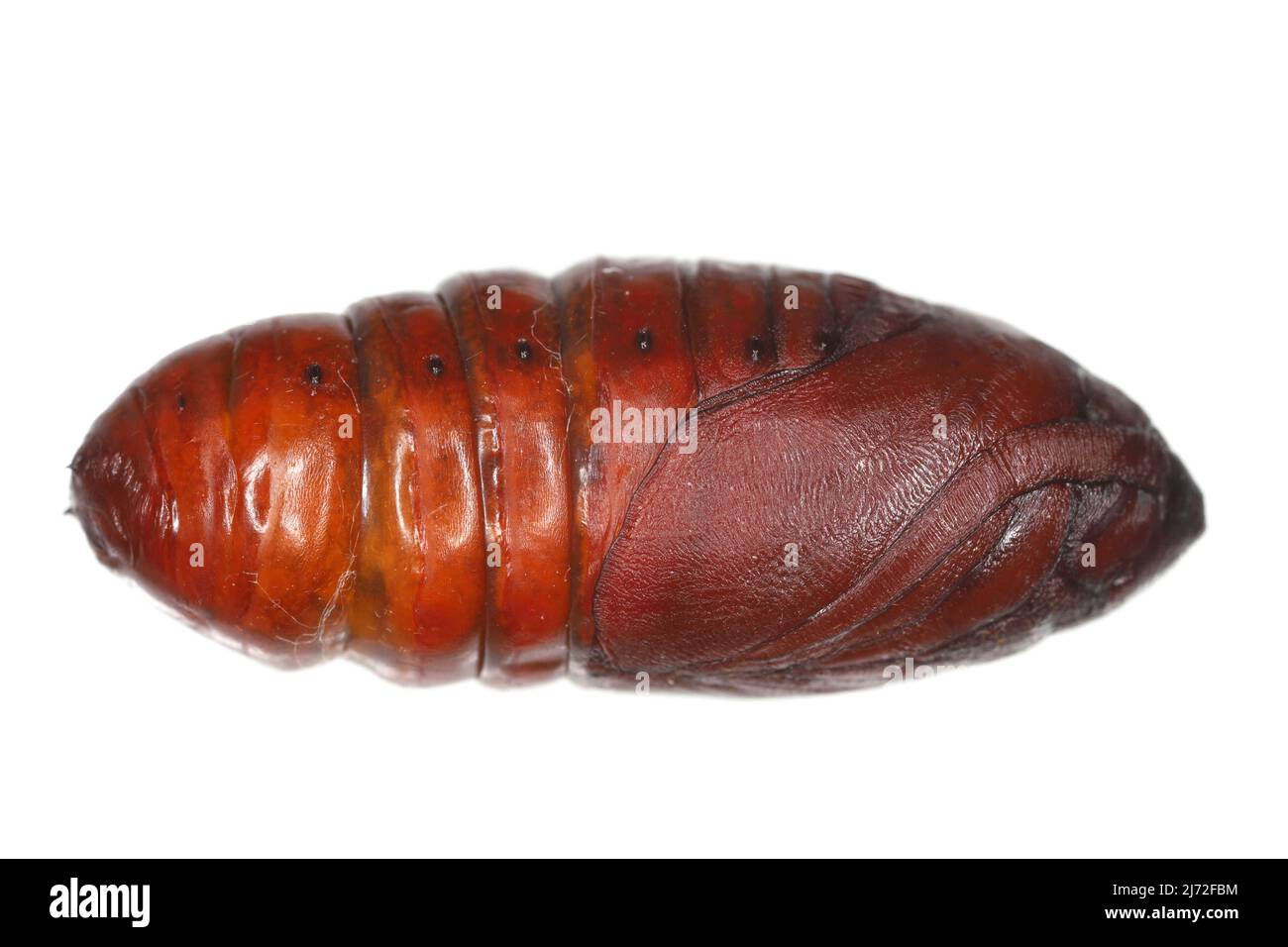 Pupa di pino processionario (Thaumetopoea pityocampa) è una falce della famiglia Notodontidae, nota per i peli irritanti dei suoi pilastri. Foto Stock