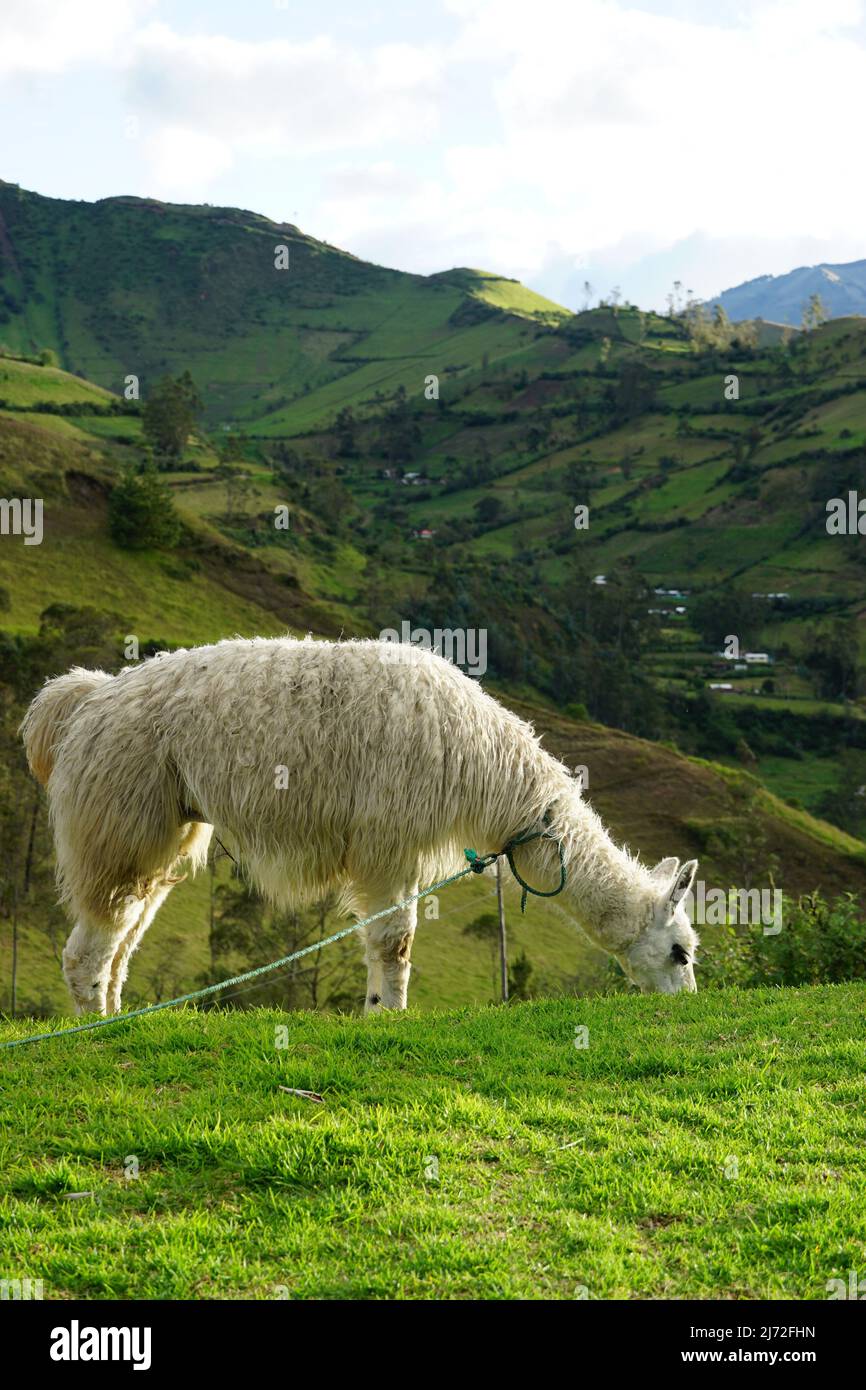 Lama ecuadoriana Foto Stock