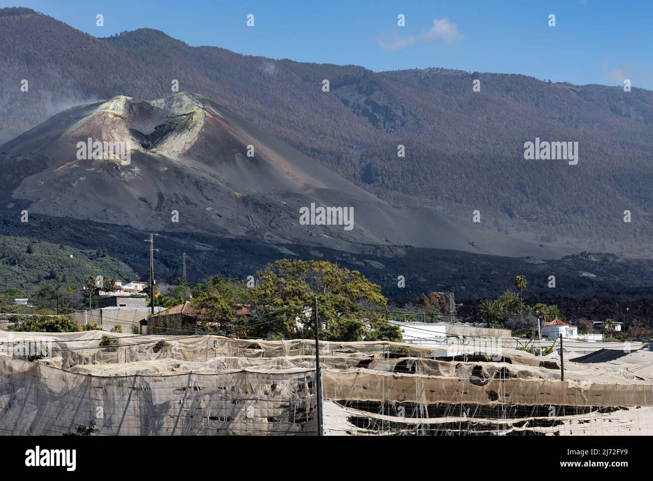 Le piantagioni di banane sono state risparmiate mentre completamente circondate dai flussi di lava del vulcano eruttato recente Cumbre Vieja a la Palma Foto Stock