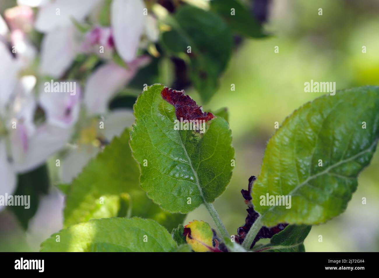 Germogli, fiori, giovani foglie di meli danneggiati dai pilastri parassiti della Moth d'Inverno (Operophtera brumata) nel frutteto. Foto Stock