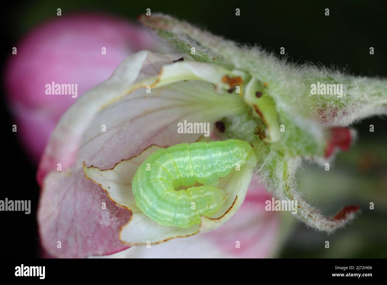 Germogli, fiori, giovani foglie di meli danneggiati dai pilastri parassiti della Moth d'Inverno (Operophtera brumata) nel frutteto. Foto Stock