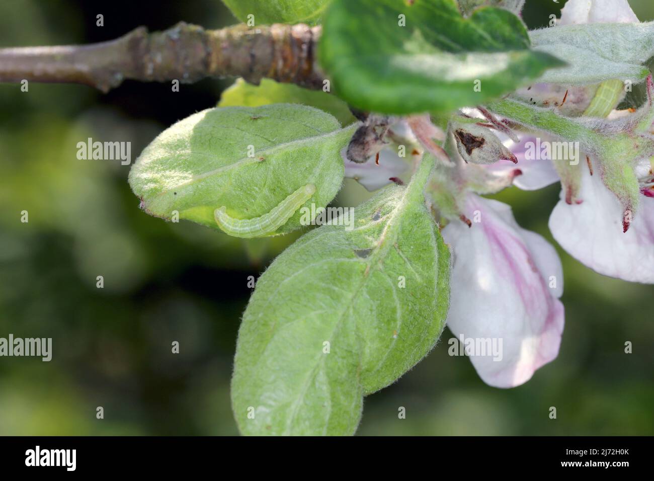 Germogli, fiori, giovani foglie di meli danneggiati dai pilastri parassiti della Moth d'Inverno (Operophtera brumata) nel frutteto. Foto Stock