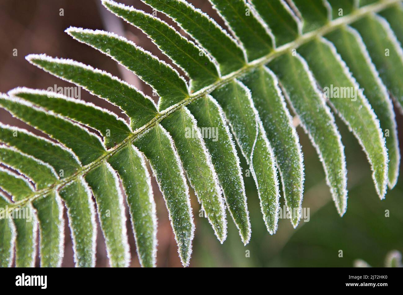 Immagine ravvicinata di una felce di spada occidentale verde (Polystichum Minimum) ricoperta di ghiaccio in inverno. Foto Stock