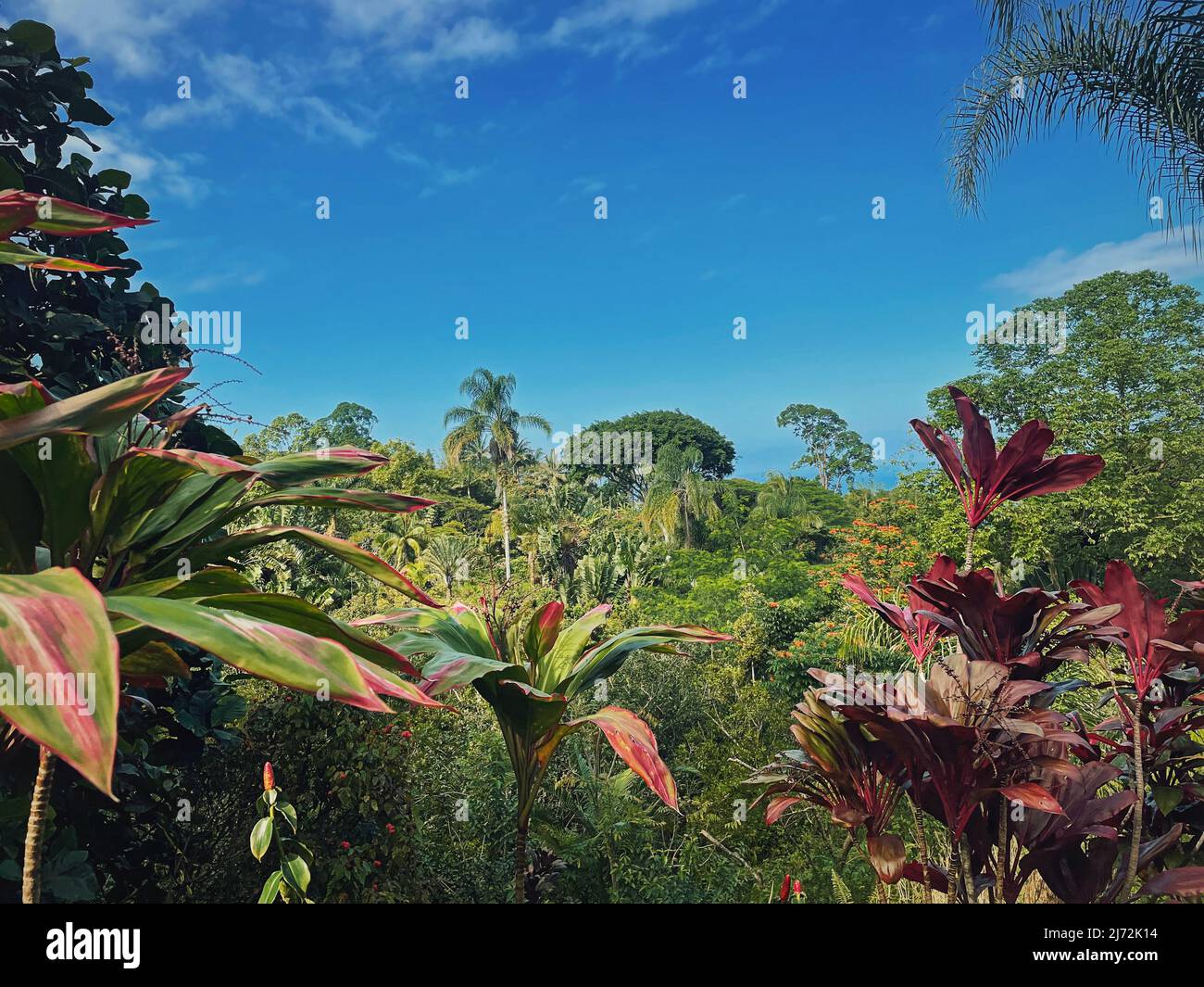 Clima tropicale con vegetazione giungla sfondo naturale. Paesaggio di alberi misti, foresta densa con foglie vivaci e colorate Foto Stock