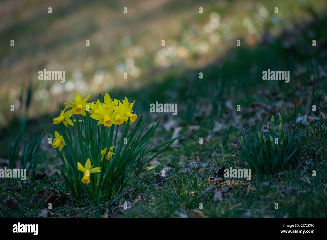 Narcissus fa parte della famiglia delle Amaryllidaceae ed è un genere di piante native dell'Europa Foto Stock