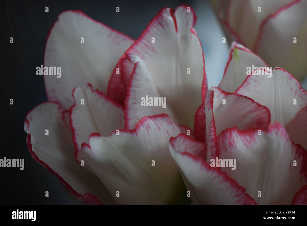 Tulipano bianco con strisce rosse sui petali sullo sfondo scuro sfocato. Due tulipani colorati a primo piano sullo sfondo scuro. Foto Stock