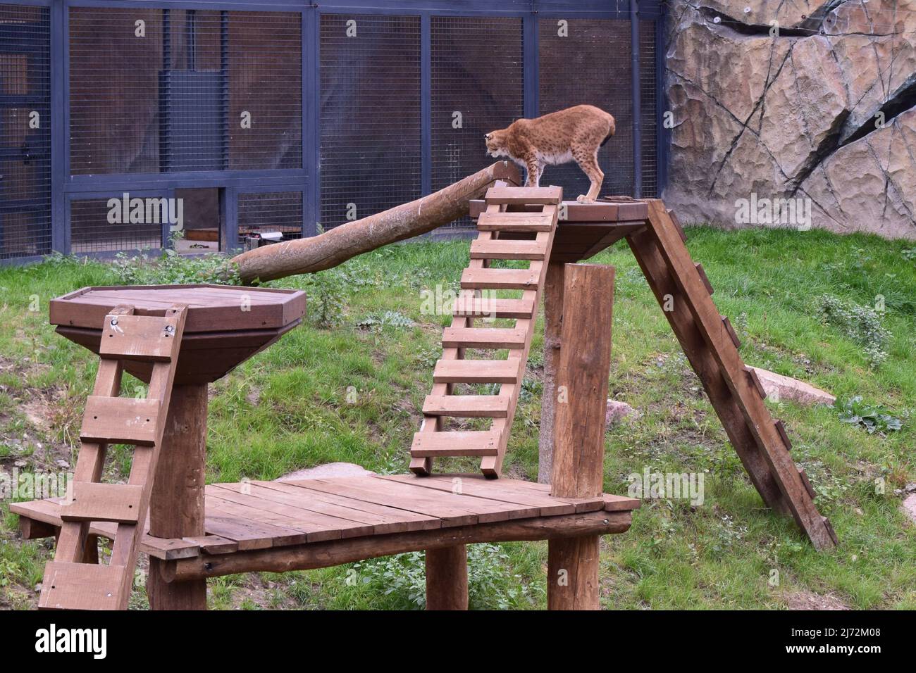 Gatto selvatico predatore pericoloso. Lynx in uno zoo. Foto Stock