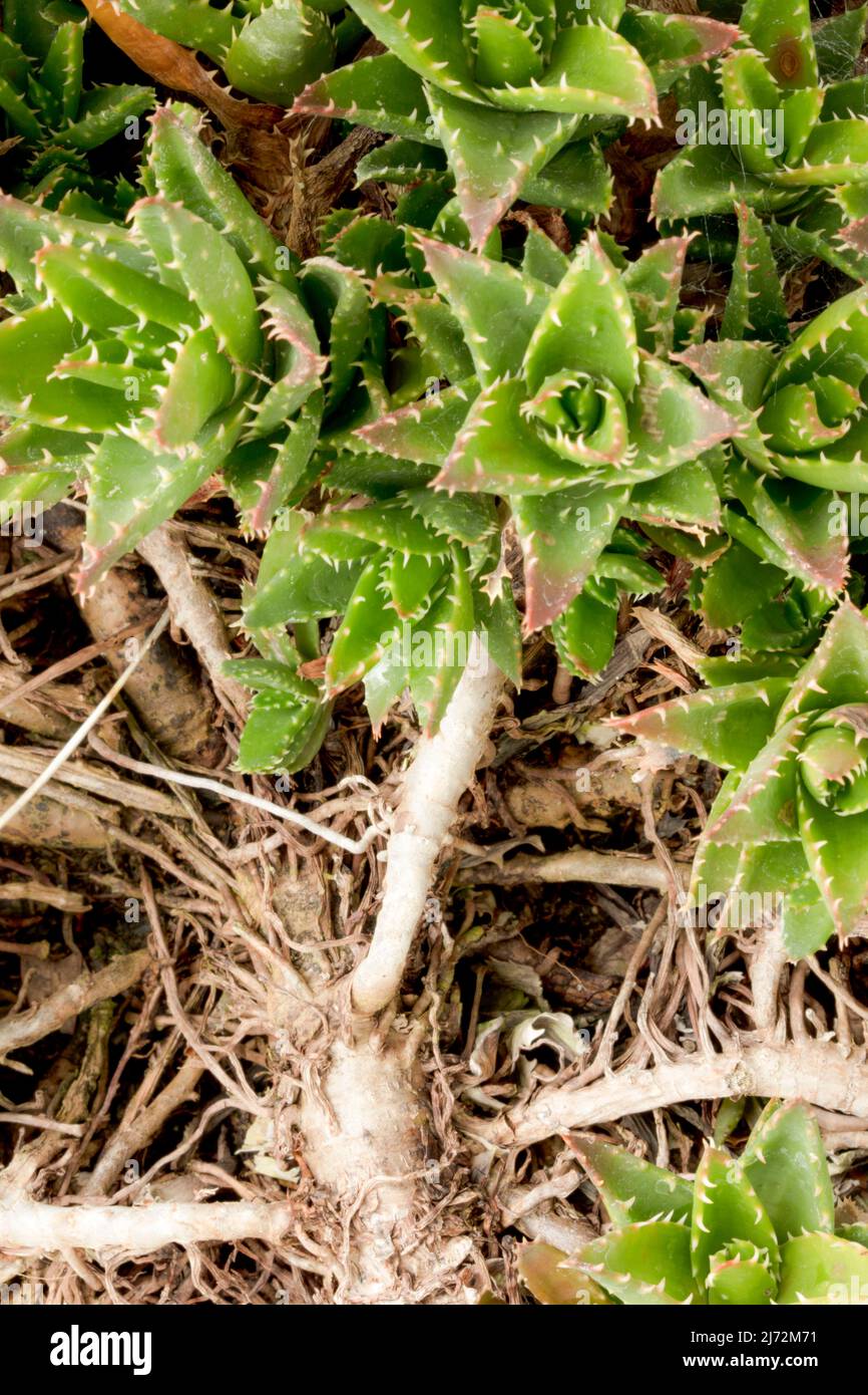 Macro pianta ritratto di distesa Aloe Hybrid succulent, angolo insolito Foto Stock