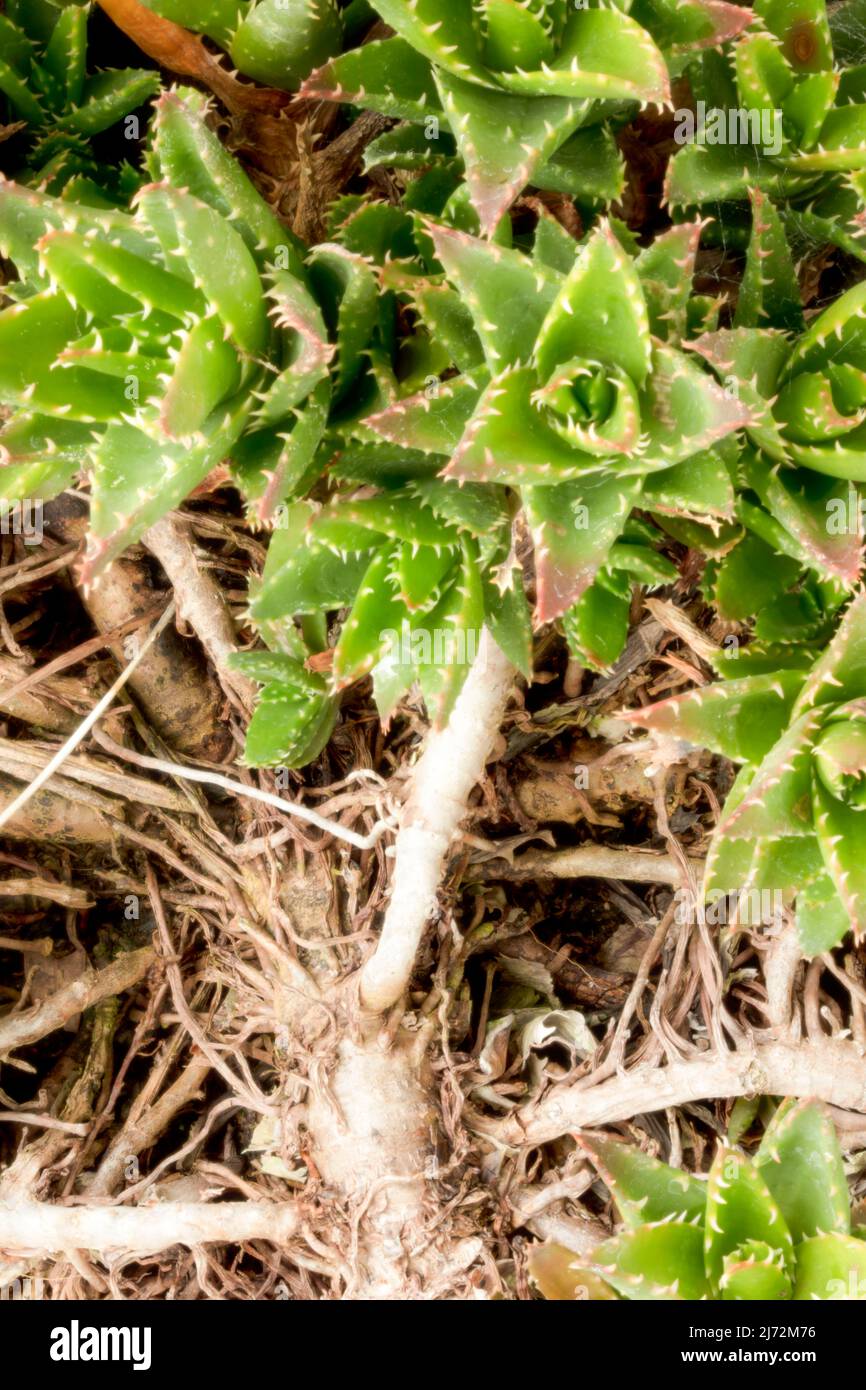 Macro pianta ritratto di distesa Aloe Hybrid succulent, angolo insolito Foto Stock