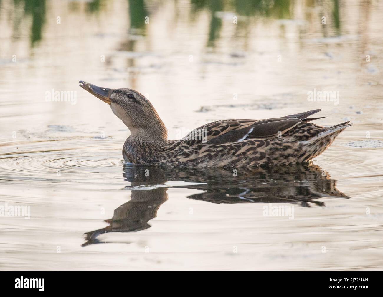 Una femmina di Mallard anatra (Anas platyrhynchos) nella luce della sera d'oro pallido con un'ondulazione e un Suffolk riflesso, Regno Unito. Foto Stock