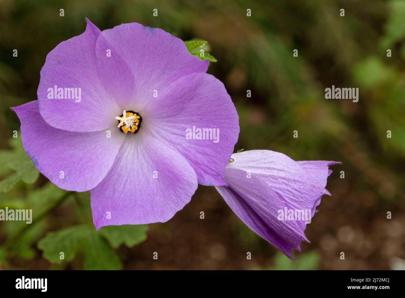 Delicatissimo Alyogyne huegelii 'Santa Cruz', lilla ibisco 'Santa Cruz' fiori in primo piano, ritratto floreale naturale Foto Stock
