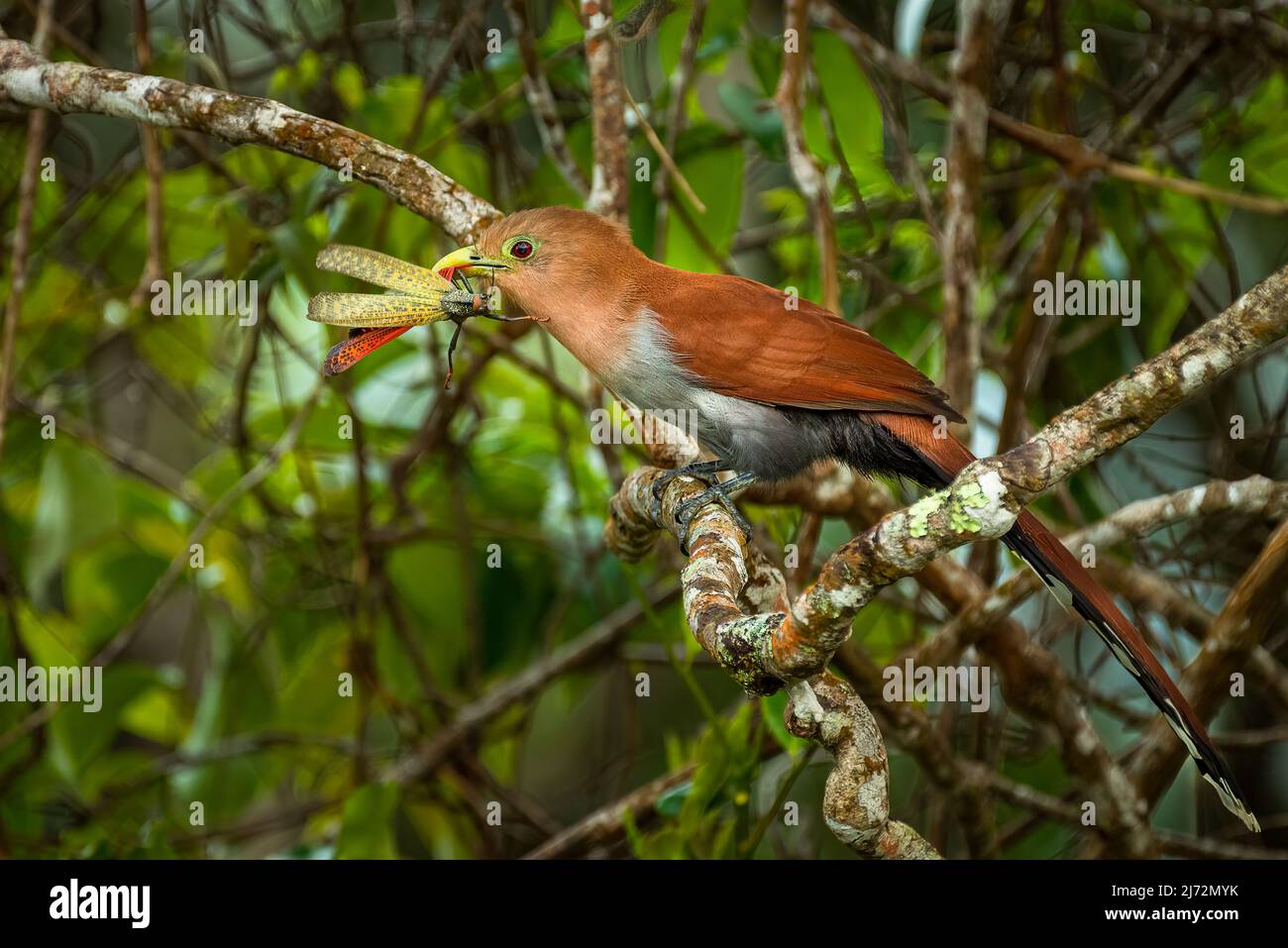 Cucù scoiattolo (Piaya cayana) con grande immagine preda di insetti scattata a Panama Foto Stock
