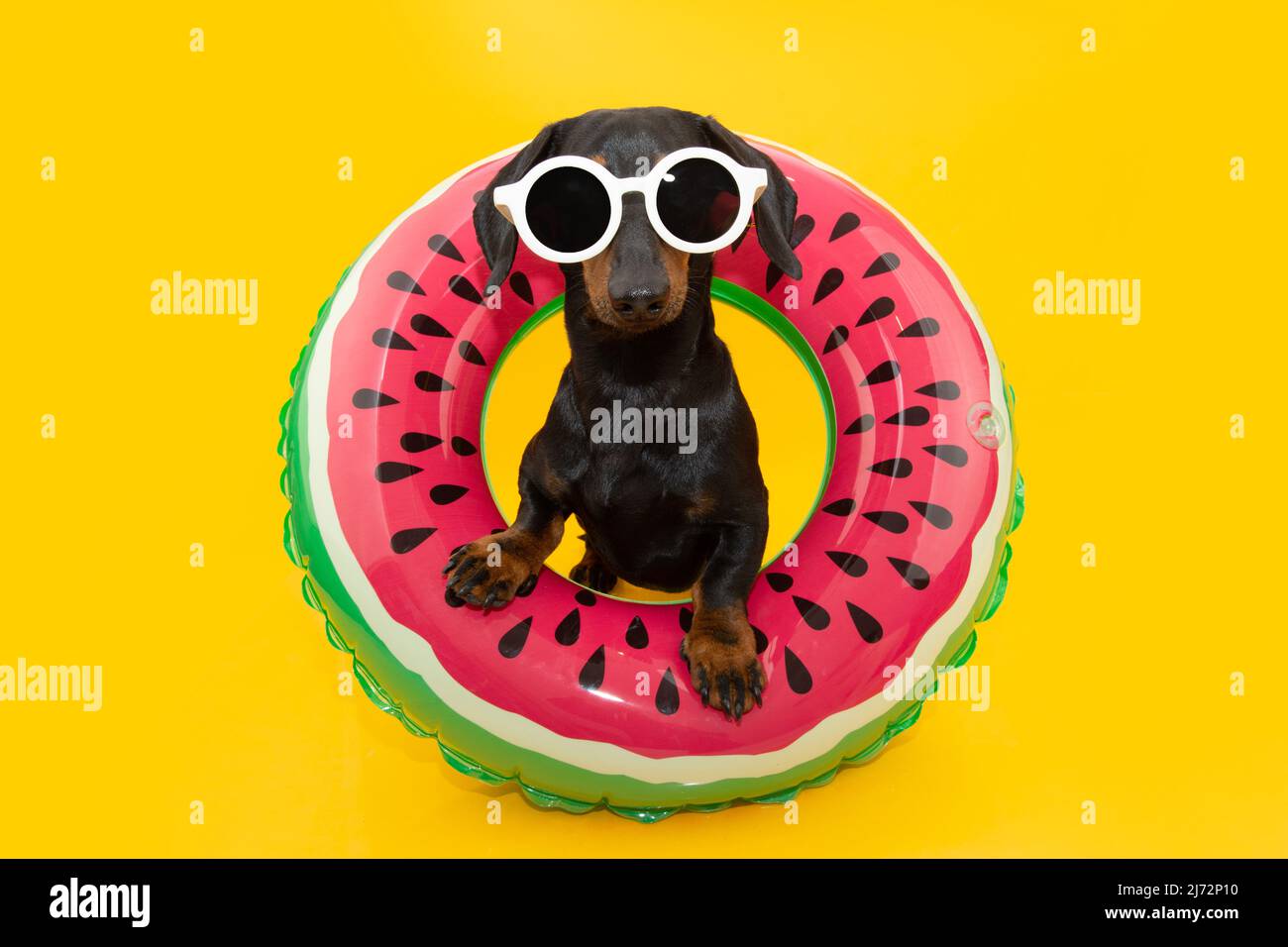 Cucciolo cane estate all'interno di un cocomero gonfiabile anello. Isolato su sfondo giallo Foto Stock
