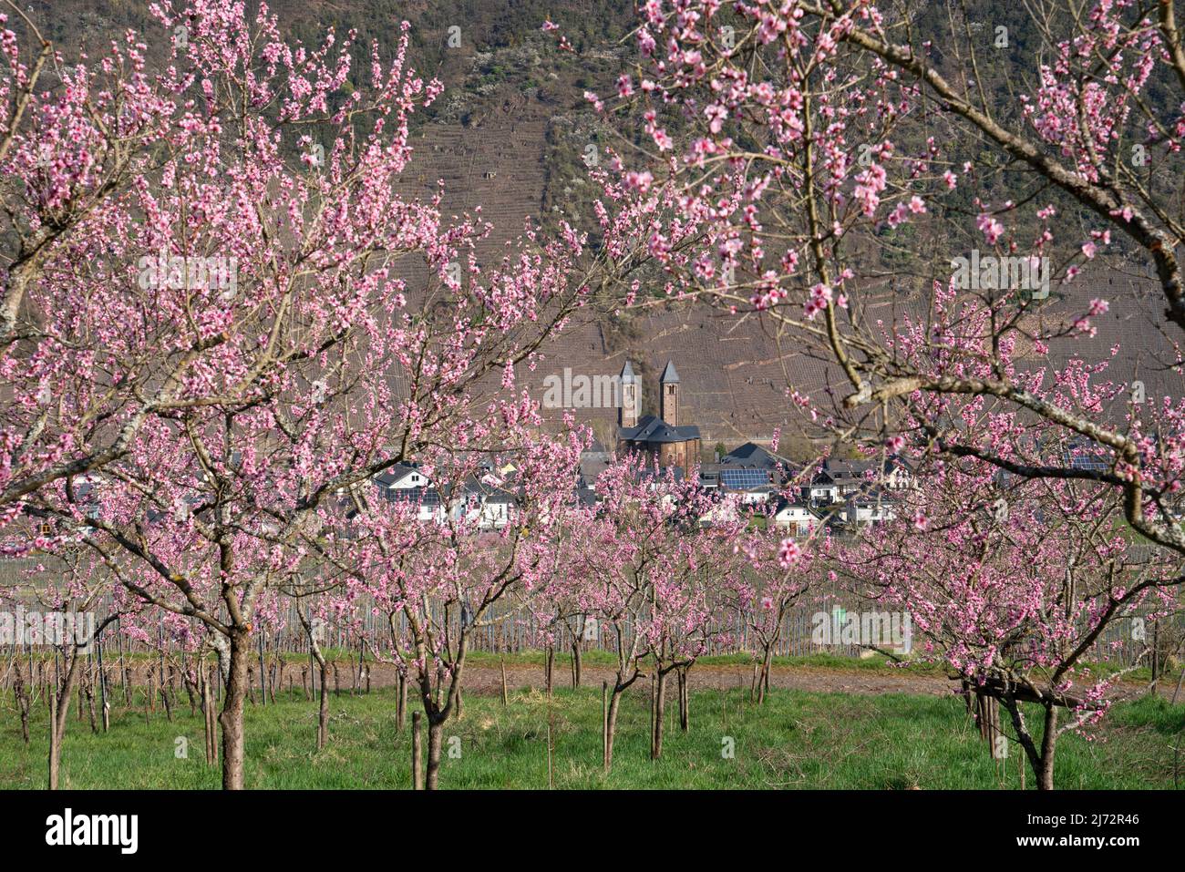 Fiore di pesca del vigneto, primavera nella regione della Mosella, Ernst, Germania Foto Stock